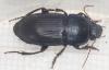 Harpalus dimidiatus